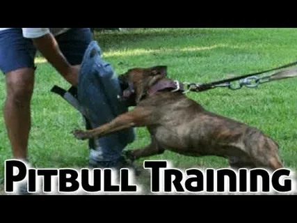 How to Train Pitbull Puppies Not to Bite