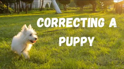 How to Train a 5-Month-Old Puppy