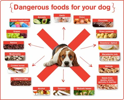 What Food Should I Avoid Giving My Dog?