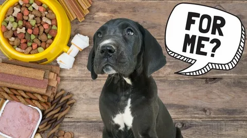 Best Dog Food for Great Dane Puppy